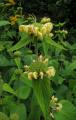 Phlomis russeliana