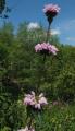 Phlomis tuberosa