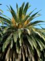 Phoenix canariensis