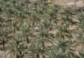Phoenix dactylifera