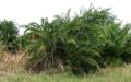 Phoenix reclinata