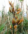 Phormium tenax