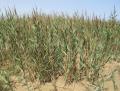 Phragmites australis