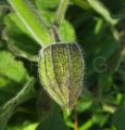 Physalis peruviana