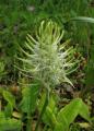Phyteuma spicatum