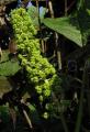 Phytolacca acinosa