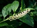 Phytolacca americana