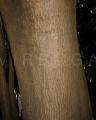 Phytolacca dioica