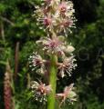 Phytolacca icosandra
