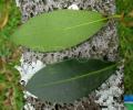 Picconia azorica