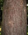 Picea abies
