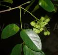 Picrasma chinensis