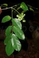 Picrasma javanica