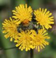 Pilosella floribunda