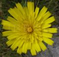 Pilosella officinarum