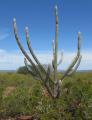 Pilosocereus catingicola
