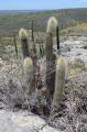 Pilosocereus chrysostele