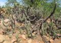 Pilosocereus gounellei