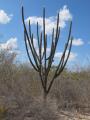 Pilosocereus pachycladus