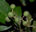 Pimenta dioica