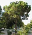 Pinus pinea
