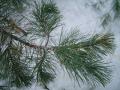 Pinus rigida