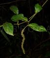 Piper boehmeriifolium