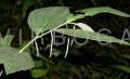 Piper polysyphonum