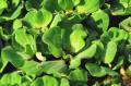 Pistia stratiotes