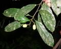 Pittosporopsis kerrii