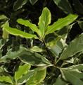 Pittosporum eugenioides