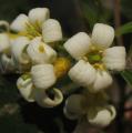 Pittosporum undulatum