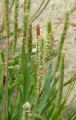 Plantago coronopus