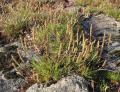 Plantago holosteum