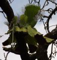 Platycerium angolense