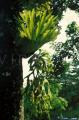 Platycerium holttumii