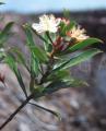 Ploiarium alternifolium