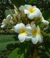 Plumeria rubra