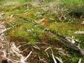Pogonatum aloides