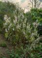 Pogostemon glaber