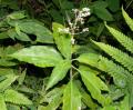Pollia secundiflora