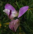 Polygala myrtifolia
