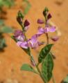 Polygala violacea