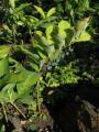 Polygonatum multiflorum