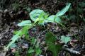 Polygonatum odoratum