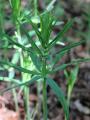 Polygonatum verticillatum