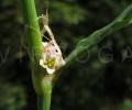 Polygonum aviculare