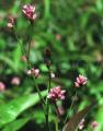 Polygonum dichotomum