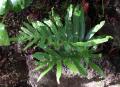 Polypodium azoricum