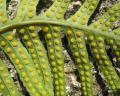 Polypodium vulgare